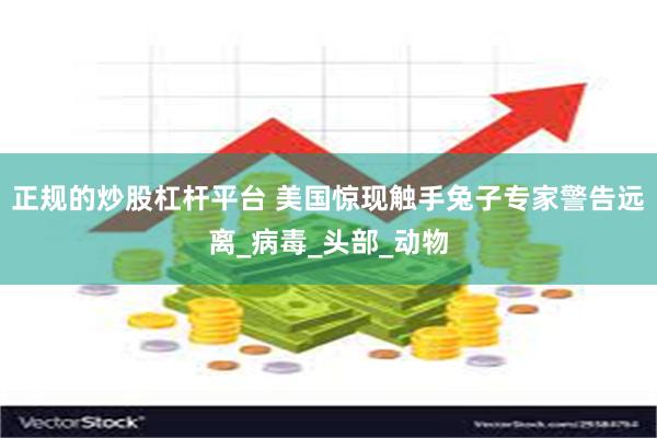 正规的炒股杠杆平台 美国惊现触手兔子专家警告远离_病毒_头部_动物