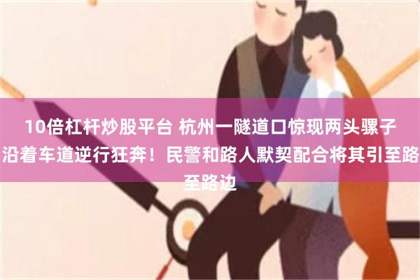 10倍杠杆炒股平台 杭州一隧道口惊现两头骡子，沿着车道逆行狂奔！民警和路人默契配合将其引至路边